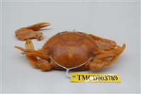 藏品(漢氏梭子蟹)的圖片